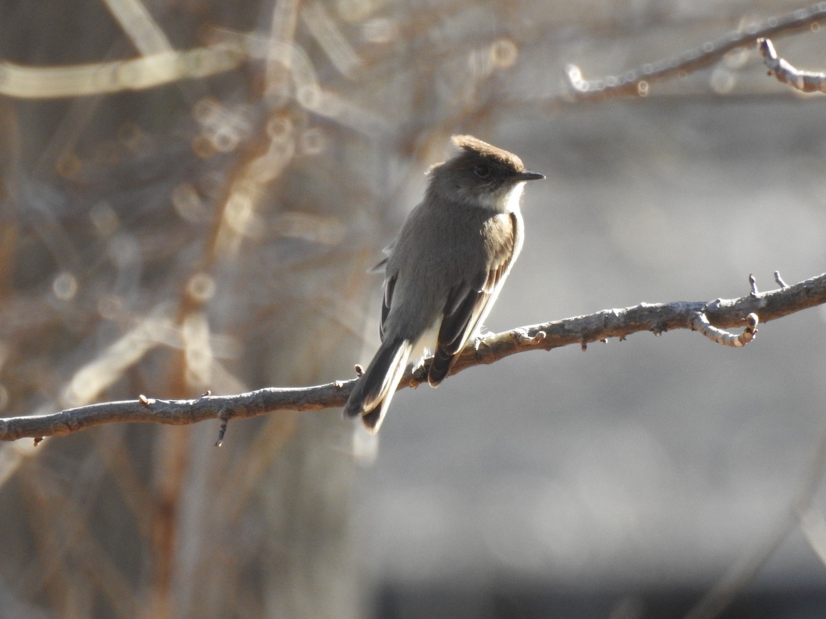 Eastern Phoebe - ML54512471