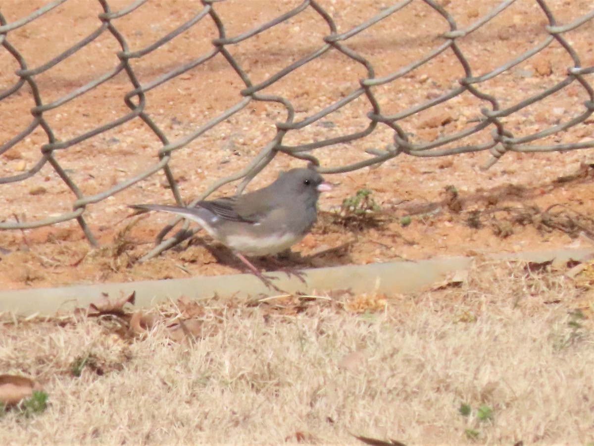 Dark-eyed Junco - ML545125321