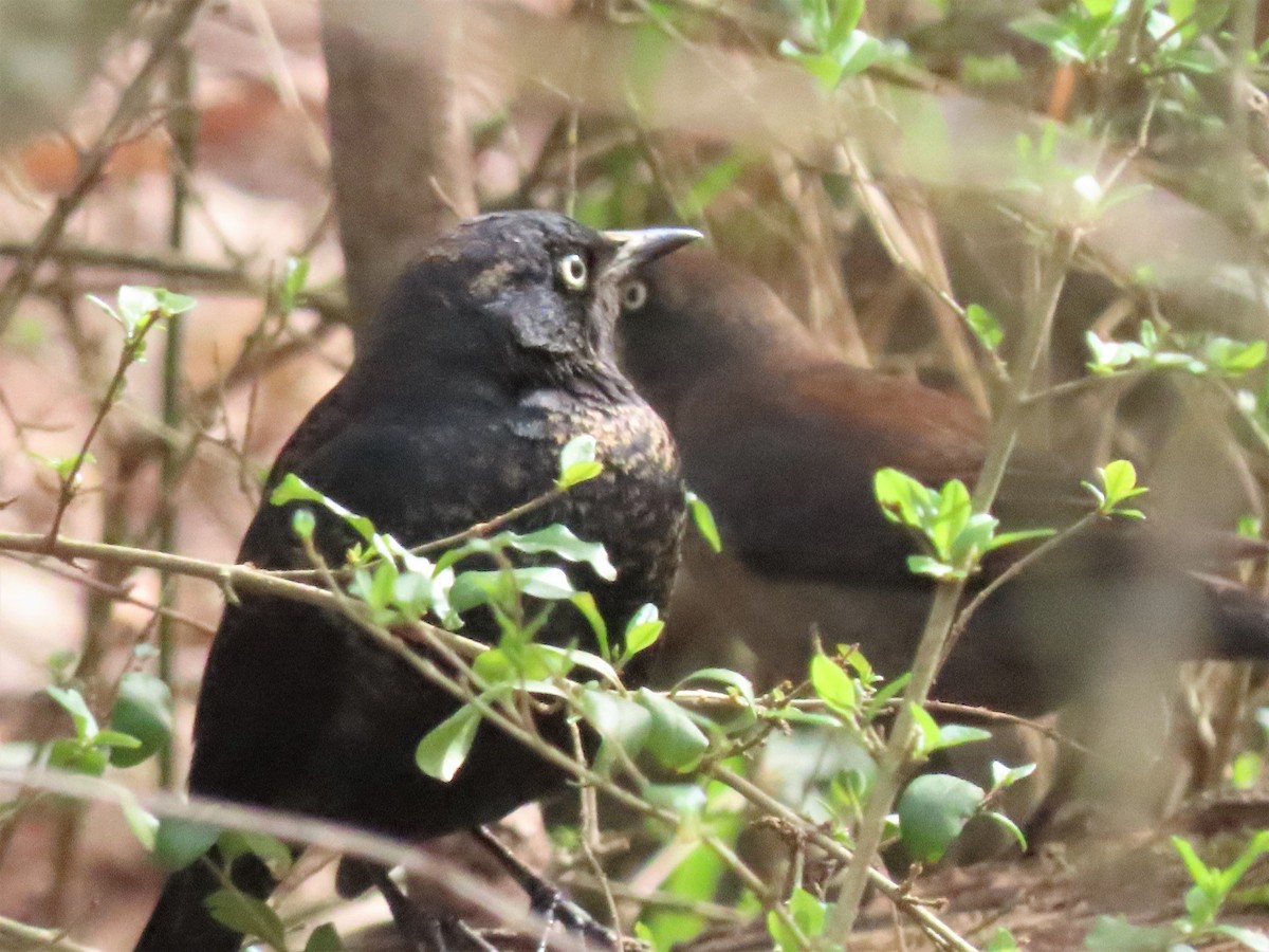 Rusty Blackbird - ML545125611