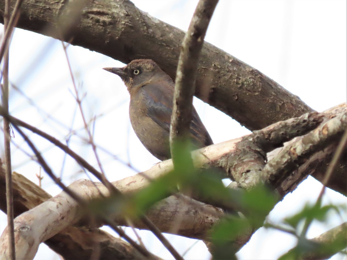 Rusty Blackbird - ML545125631