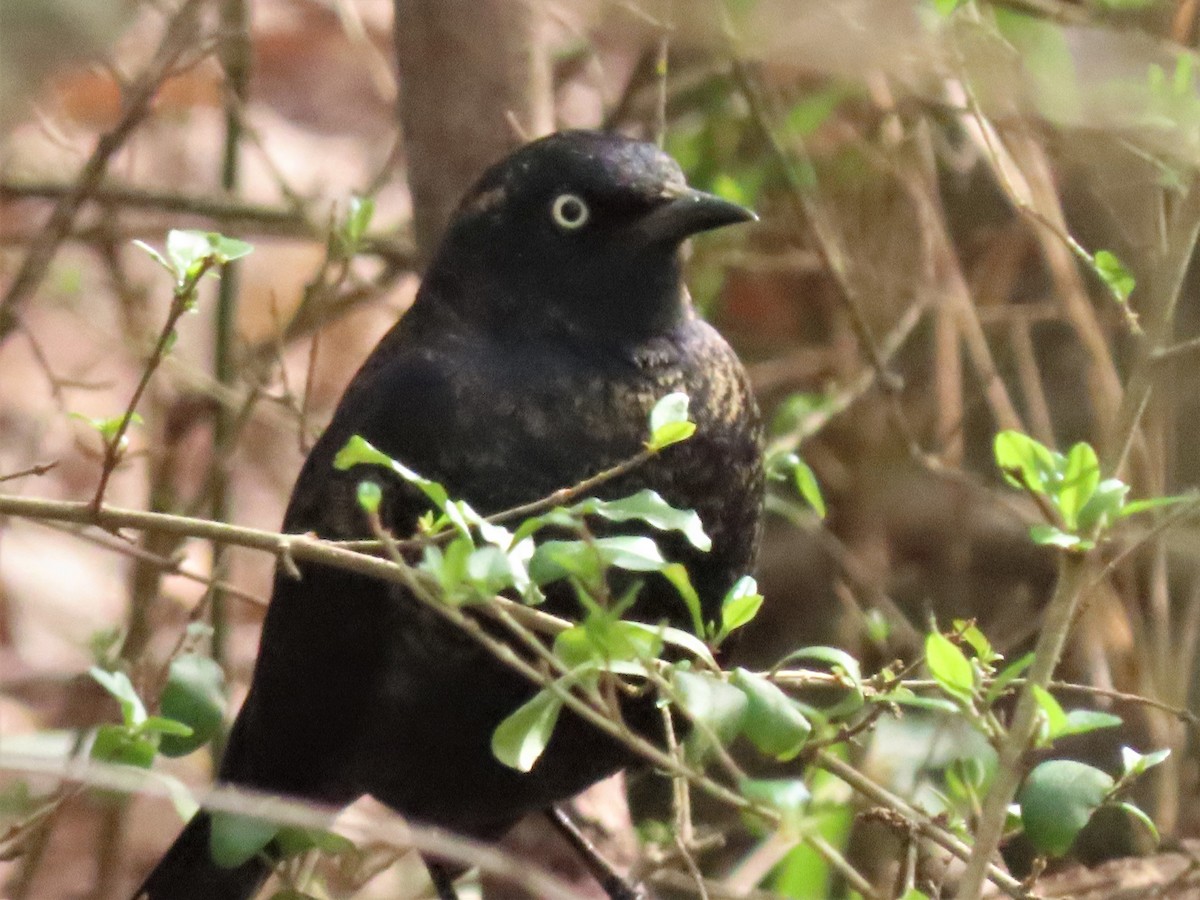 Rusty Blackbird - ML545125641