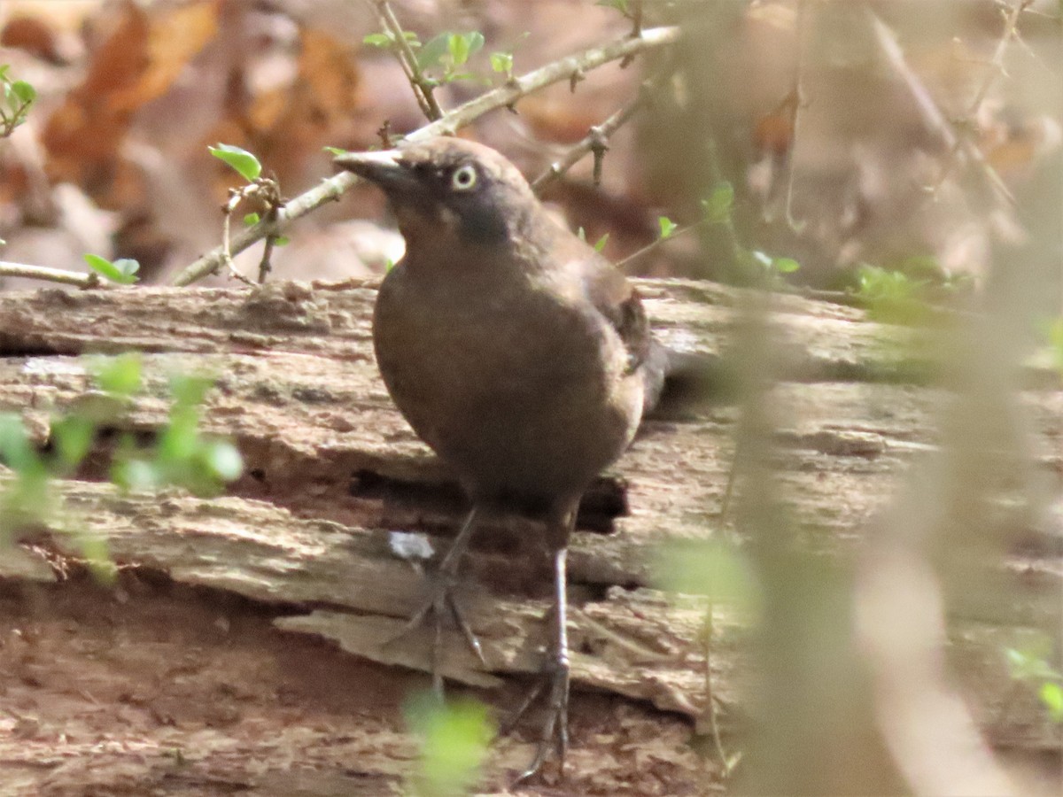 Rusty Blackbird - ML545125651