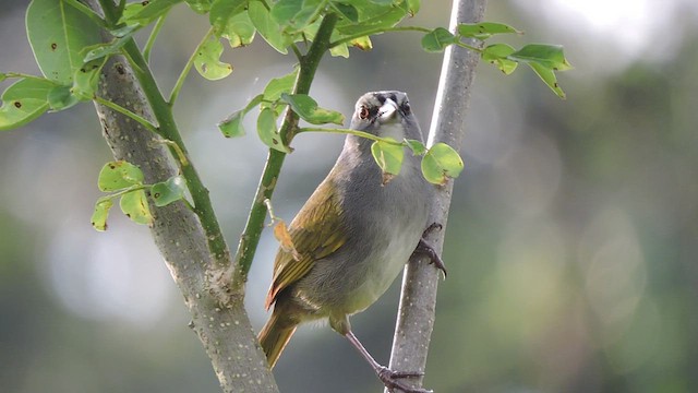 Black-striped Sparrow - ML545125801