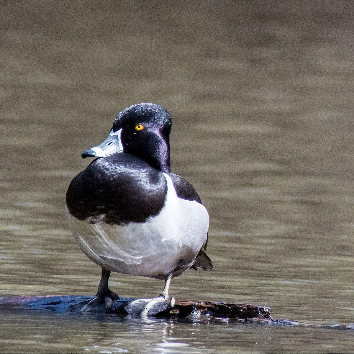 Ring-necked Duck - ML545126081