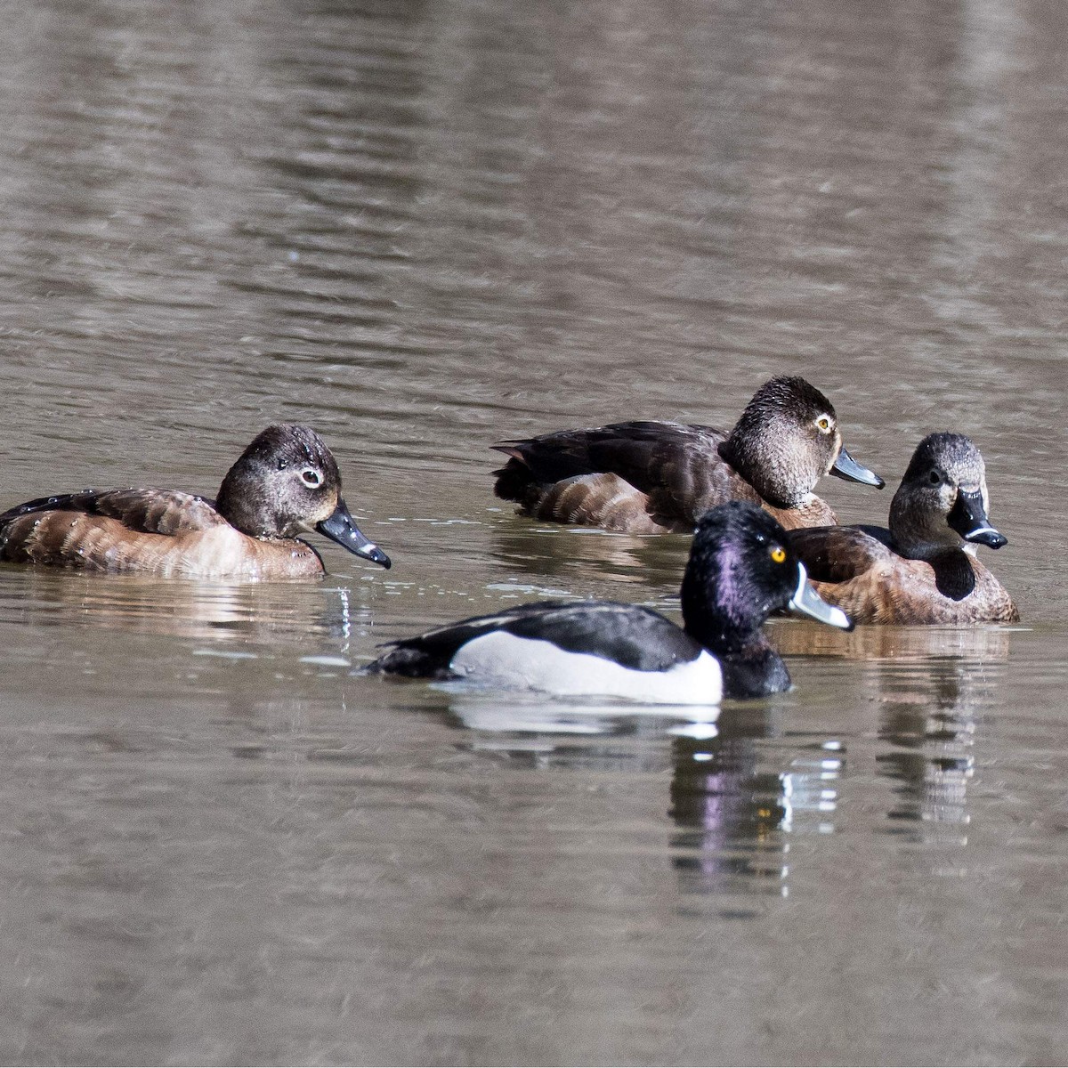 Ring-necked Duck - ML545126101