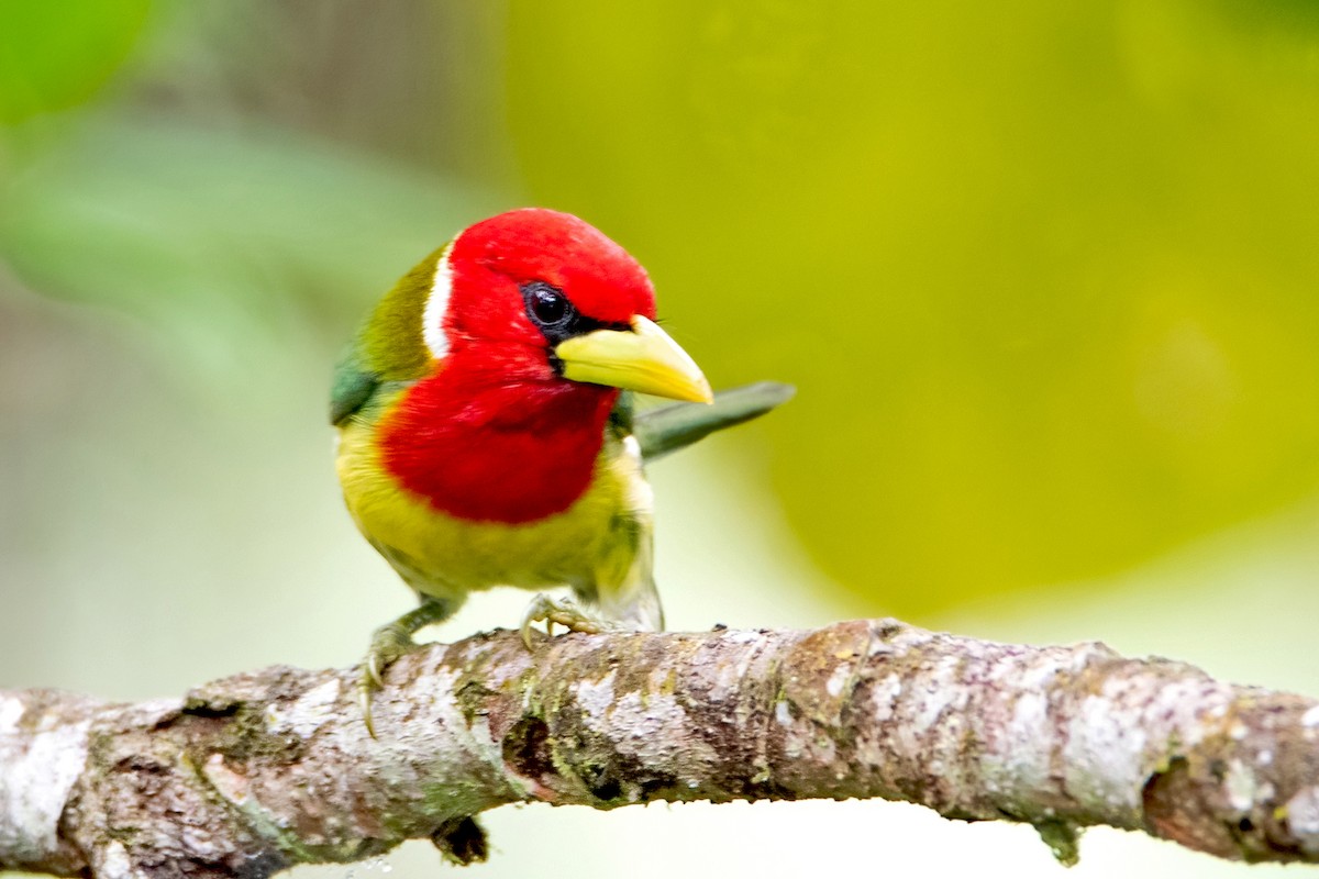 Red-headed Barbet - ML545126131