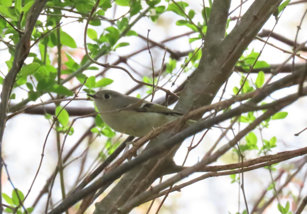 Ruby-crowned Kinglet - ML545126211
