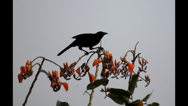 Melodious Blackbird - ML545127101