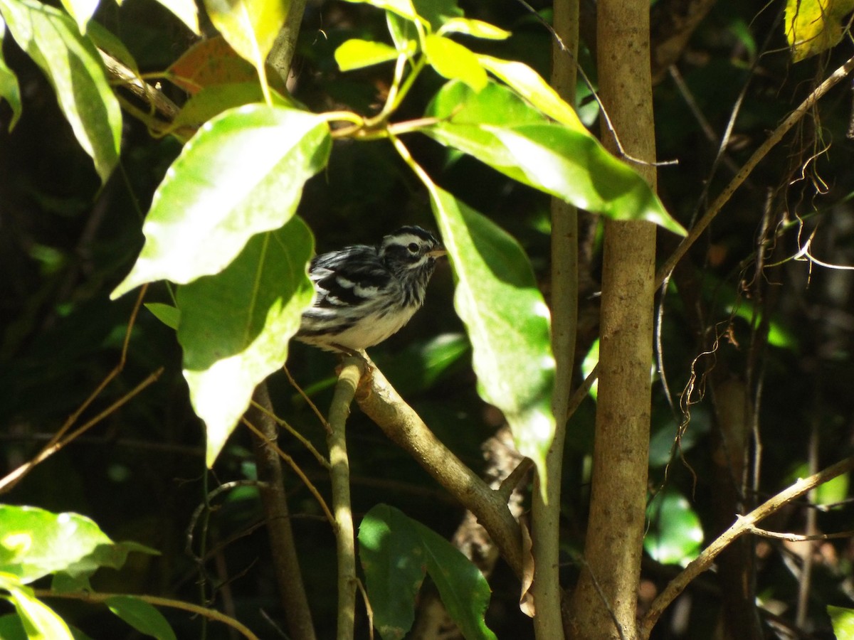 Black-and-white Warbler - ML545127621