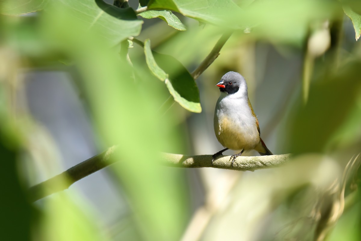 Swee Waxbill - Regard Van Dyk