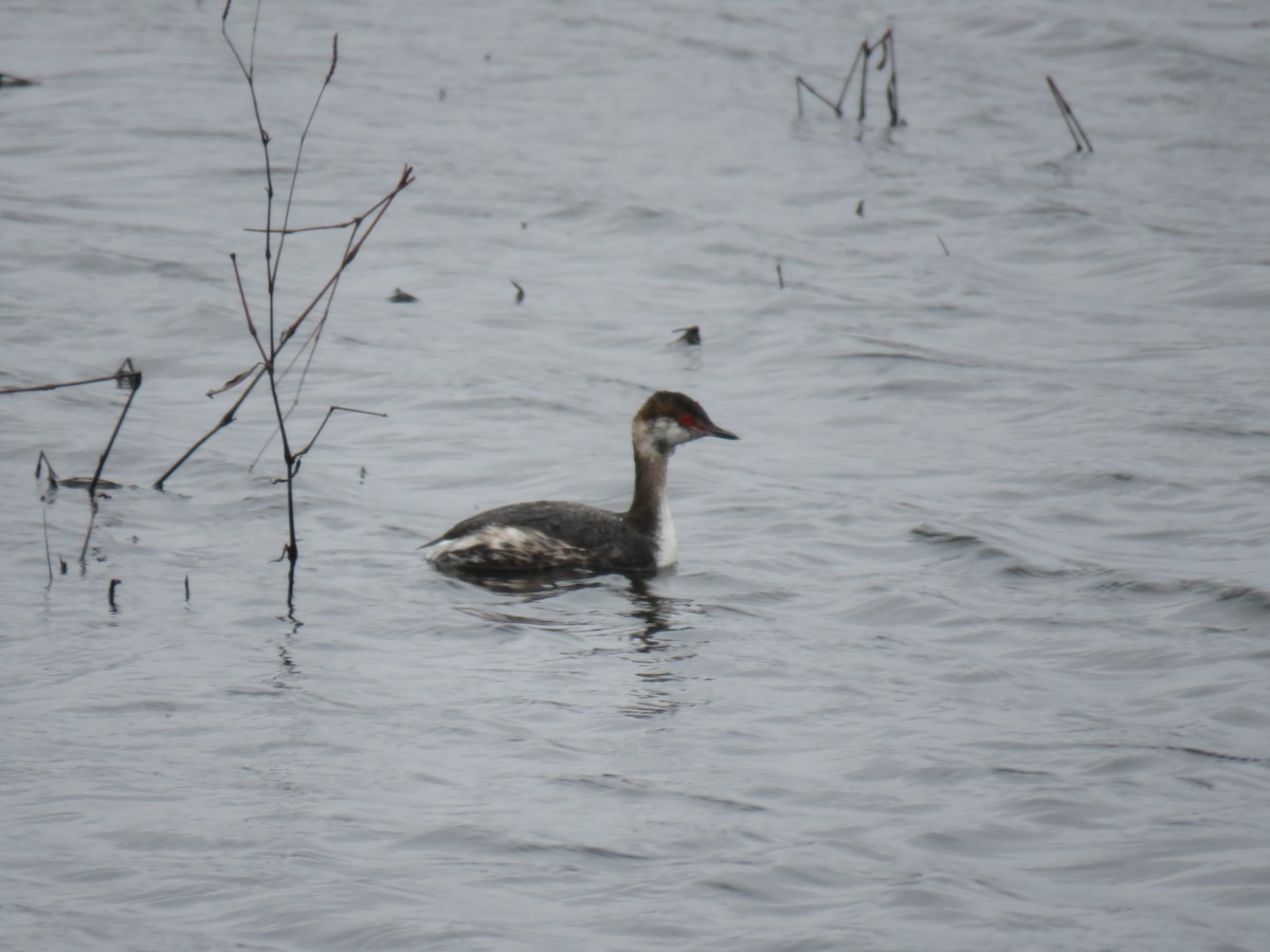 Horned Grebe - Andrew Burnett