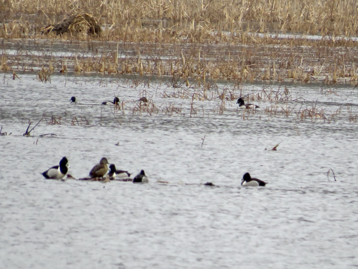 kanvasand - ML545130321