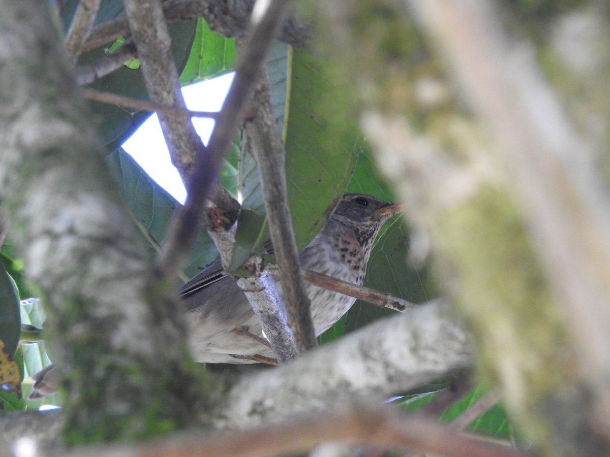 Black-throated Thrush - Puja Sharma