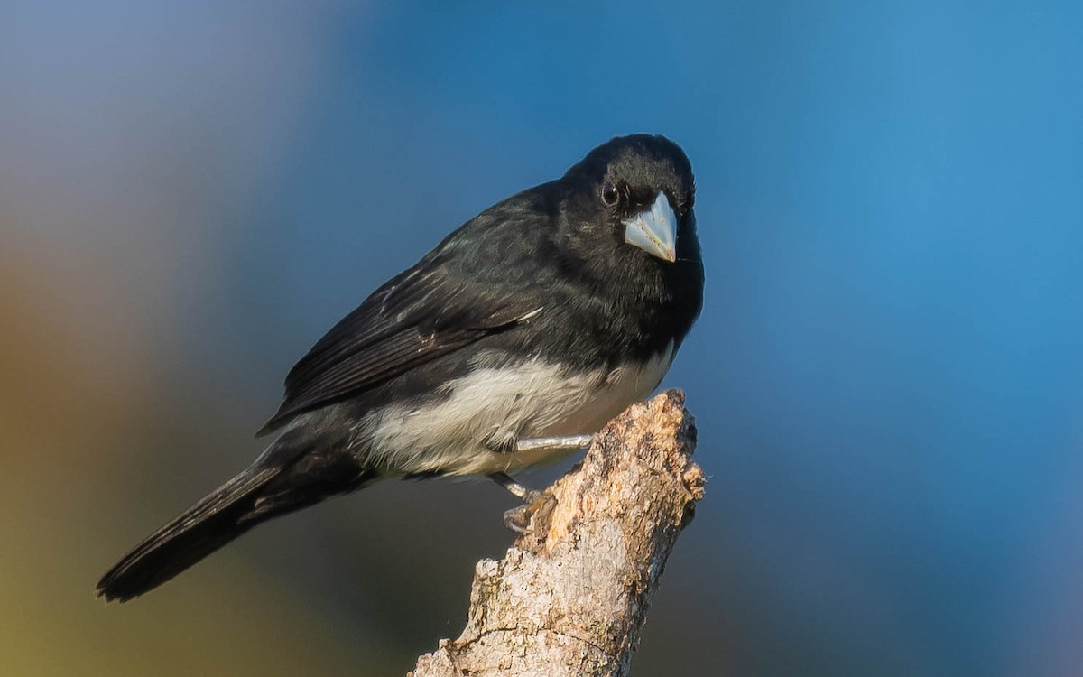 Cone-billed Tanager - ML545132771