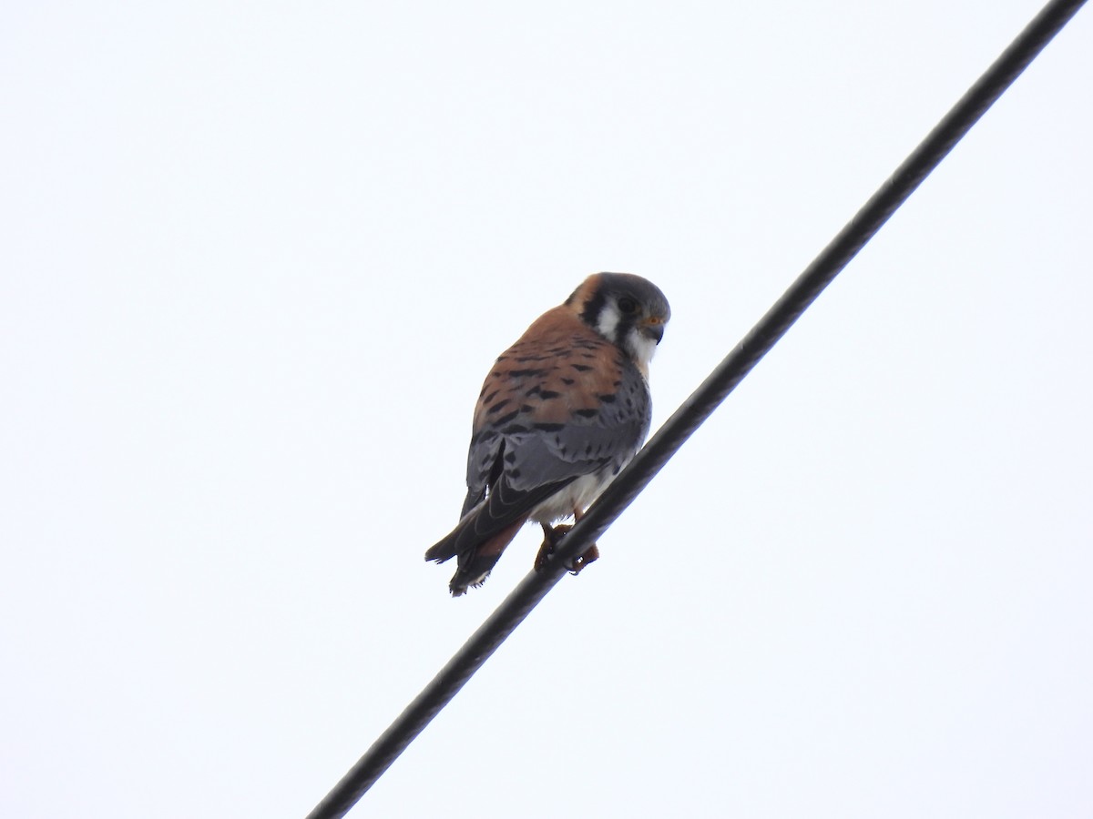 American Kestrel - ML545135661