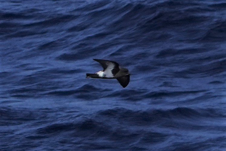 Black-bellied Storm-Petrel - Jana Lagan