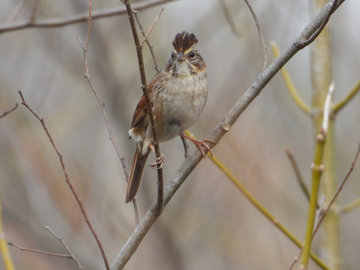 Swamp Sparrow - ML545136951