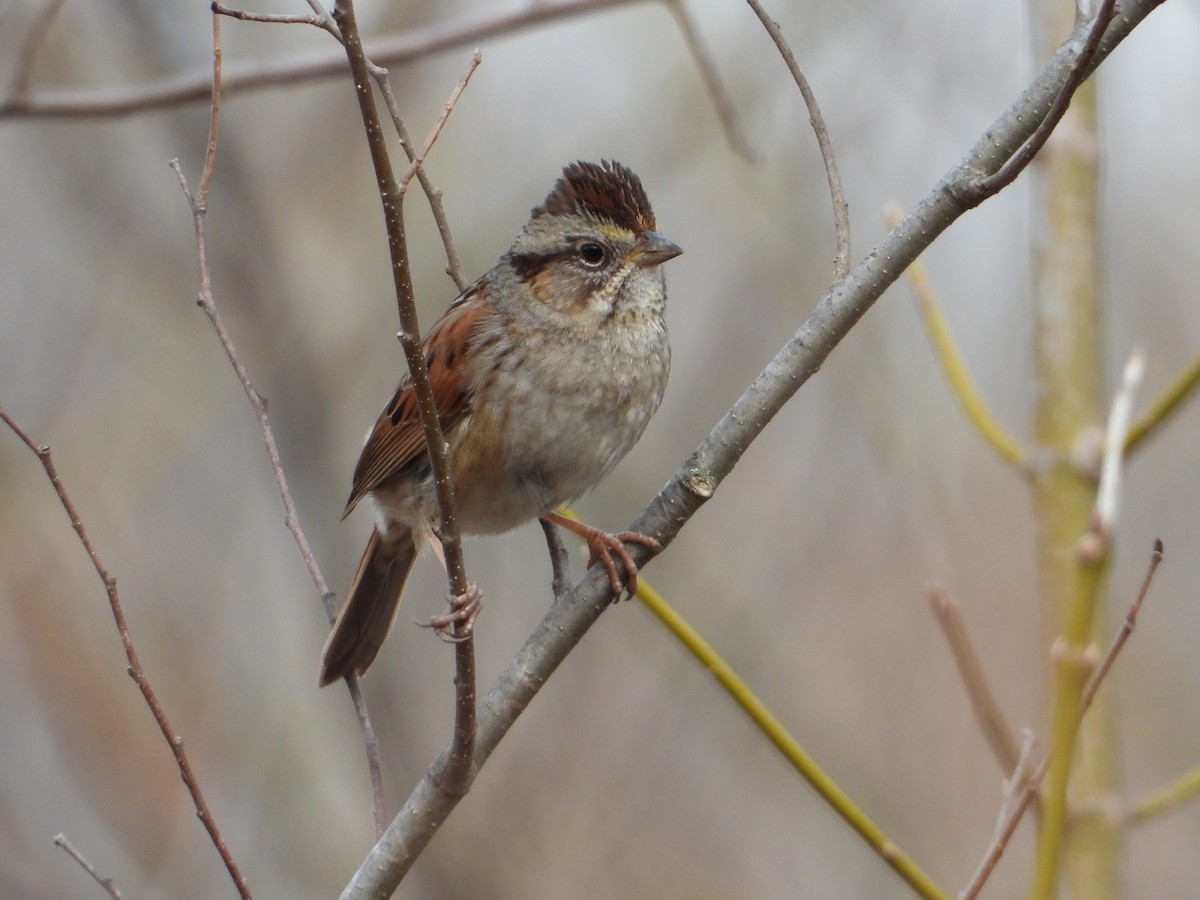 Swamp Sparrow - ML545136961