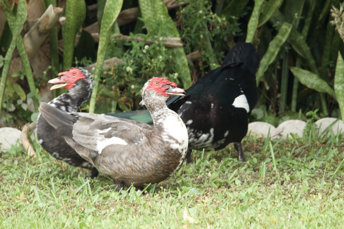 Muscovy Duck (Domestic type) - ML545138431