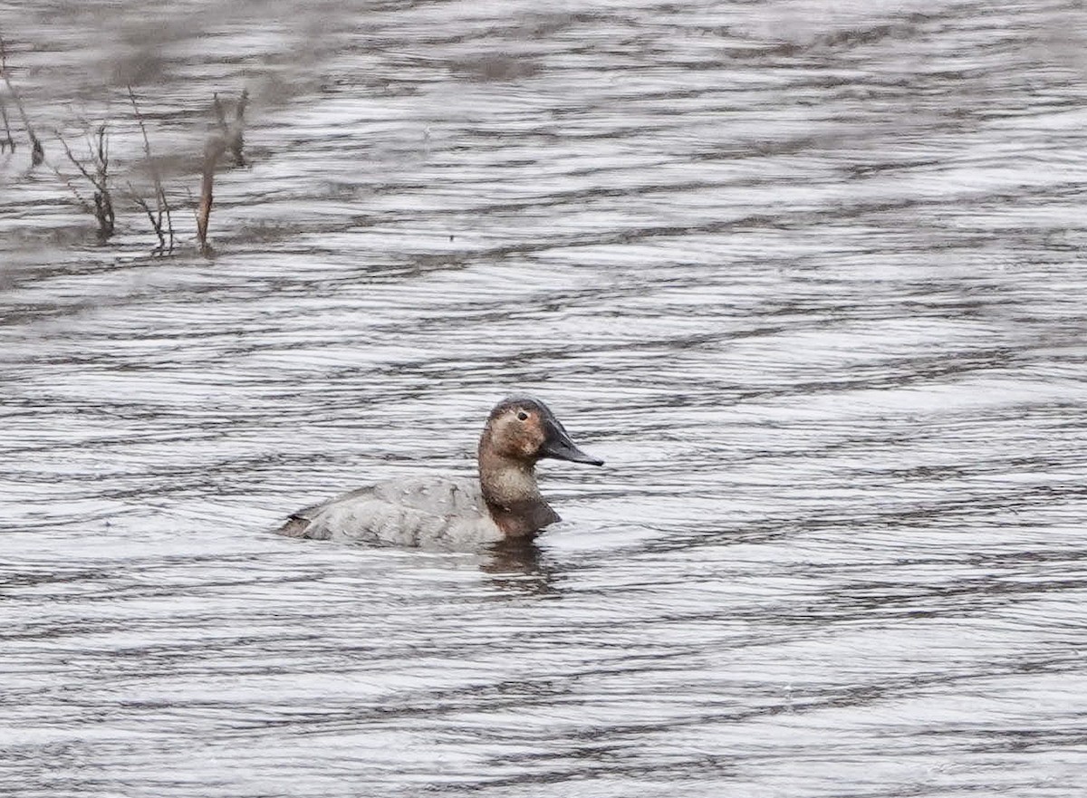 Canvasback - ML545141181