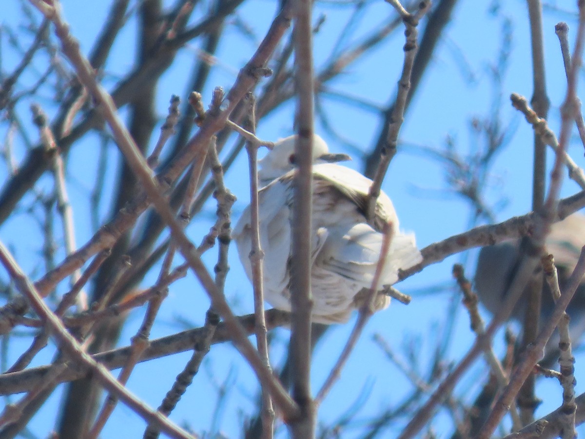 Eurasian Collared-Dove - ML545143471