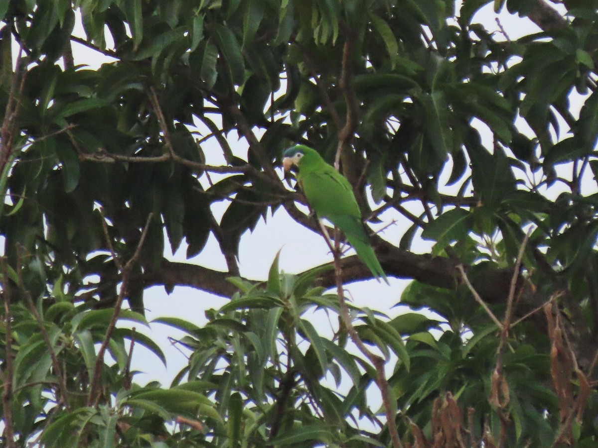 Red-shouldered Macaw (Southern) - Hugo Foxonet