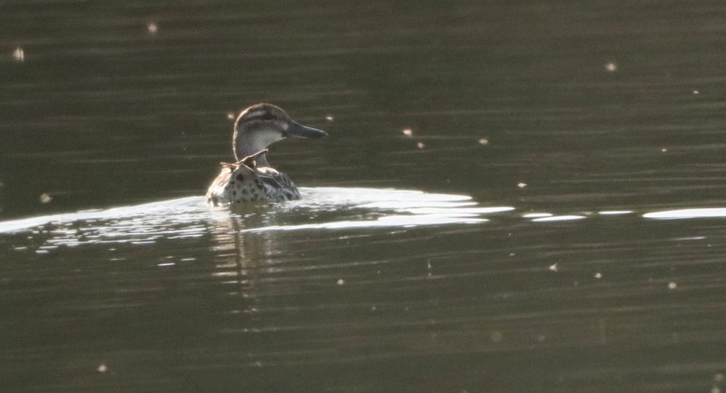 Garganey - ML545144321