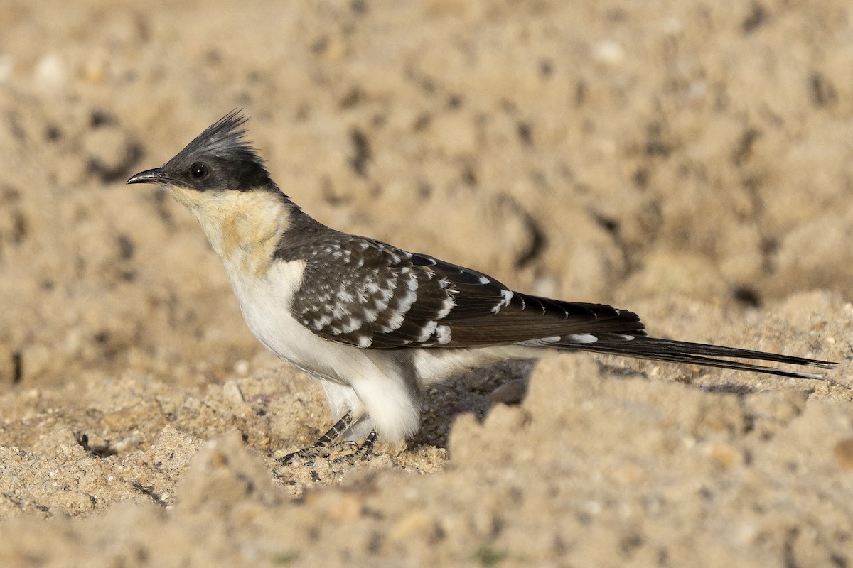 Great Spotted Cuckoo - ML545144851