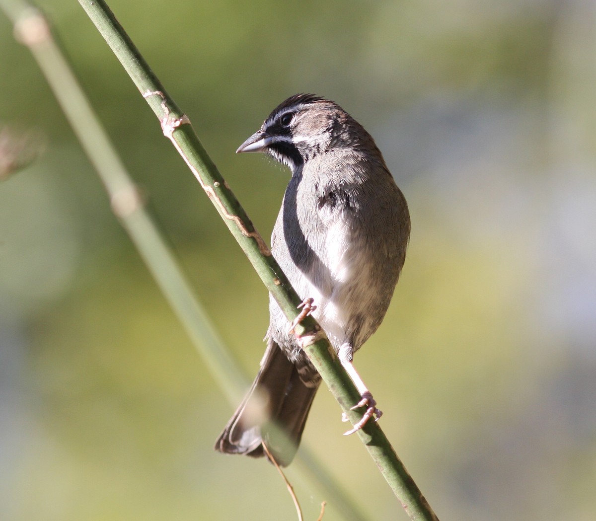 Five-striped Sparrow - ML545145211