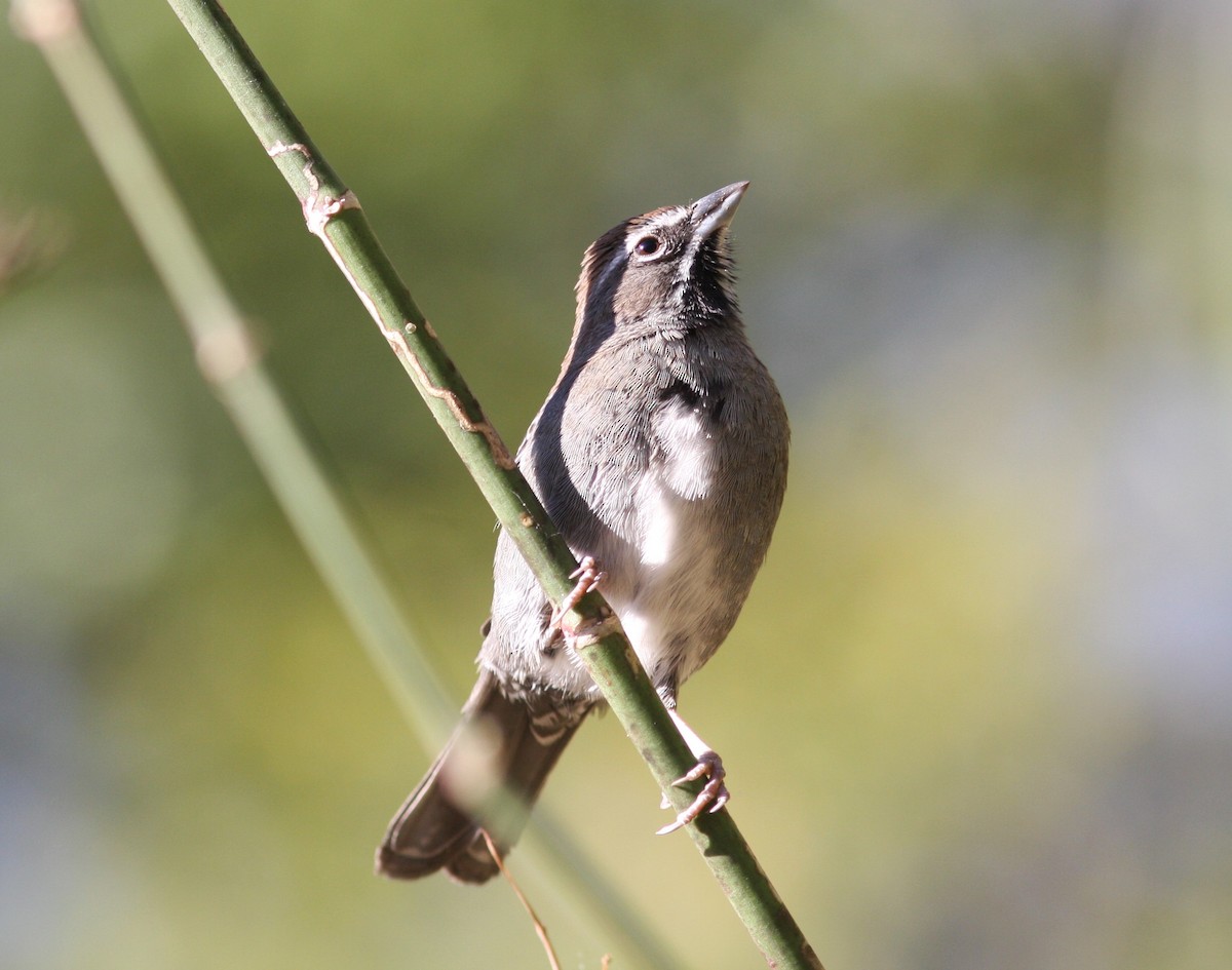 Five-striped Sparrow - ML545145221