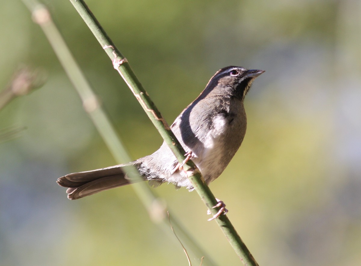 Five-striped Sparrow - ML545145231