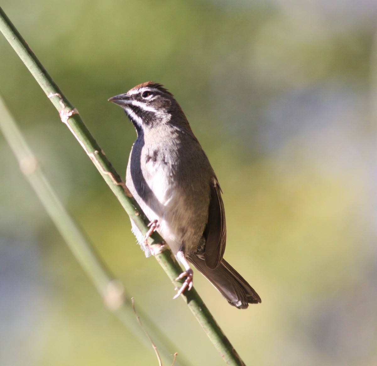 Five-striped Sparrow - ML545145241