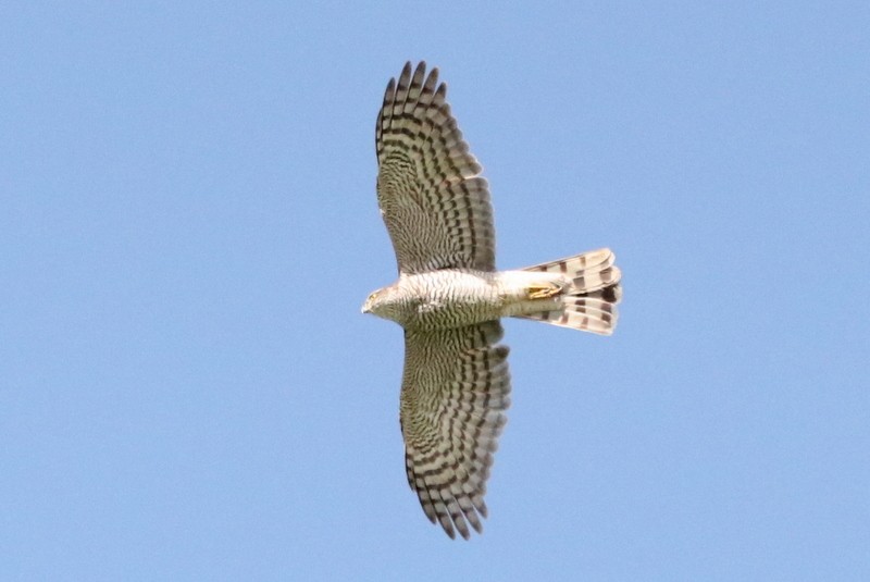 Eurasian Sparrowhawk - ML545145311