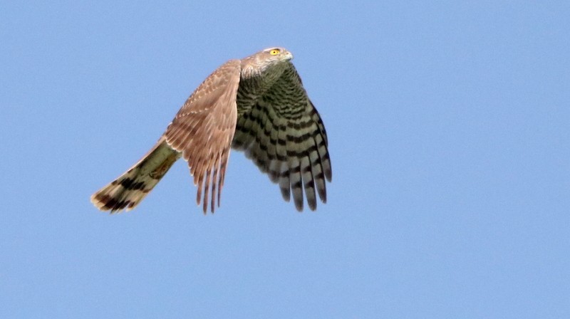 Eurasian Sparrowhawk - ML545145321