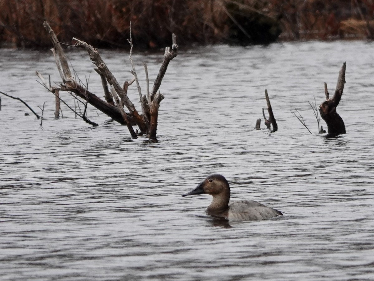 Canvasback - ML545145371