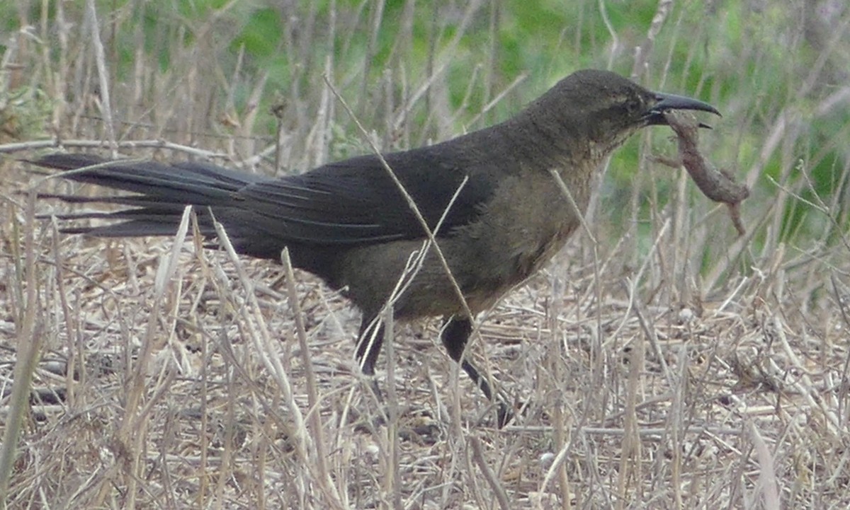 Great-tailed Grackle - ML545146271