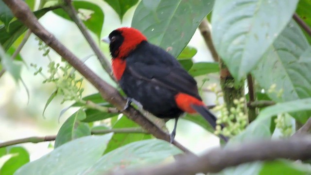 Crimson-collared Tanager - ML545148081