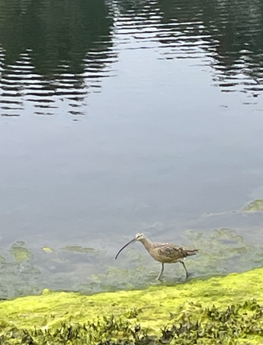 Long-billed Curlew - ML545148491