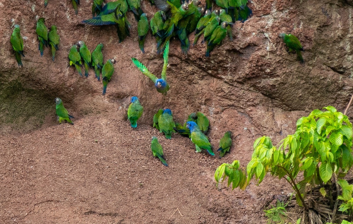 Loro Cabeciazul - ML545149011