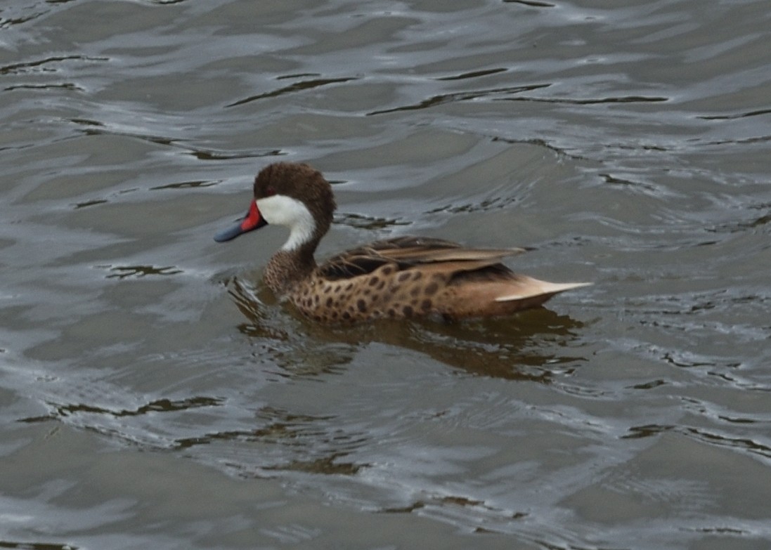 White-cheeked Pintail - ML545149291