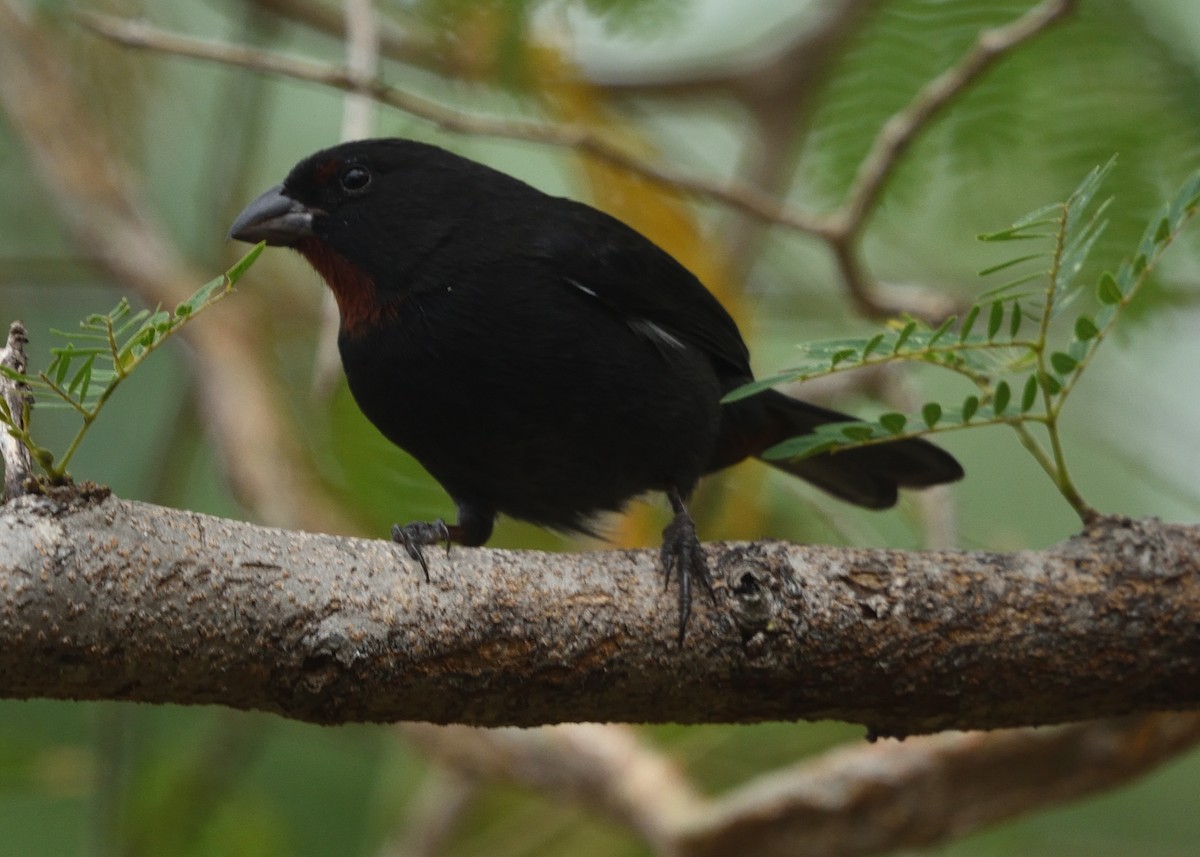 Lesser Antillean Bullfinch - ML545149531