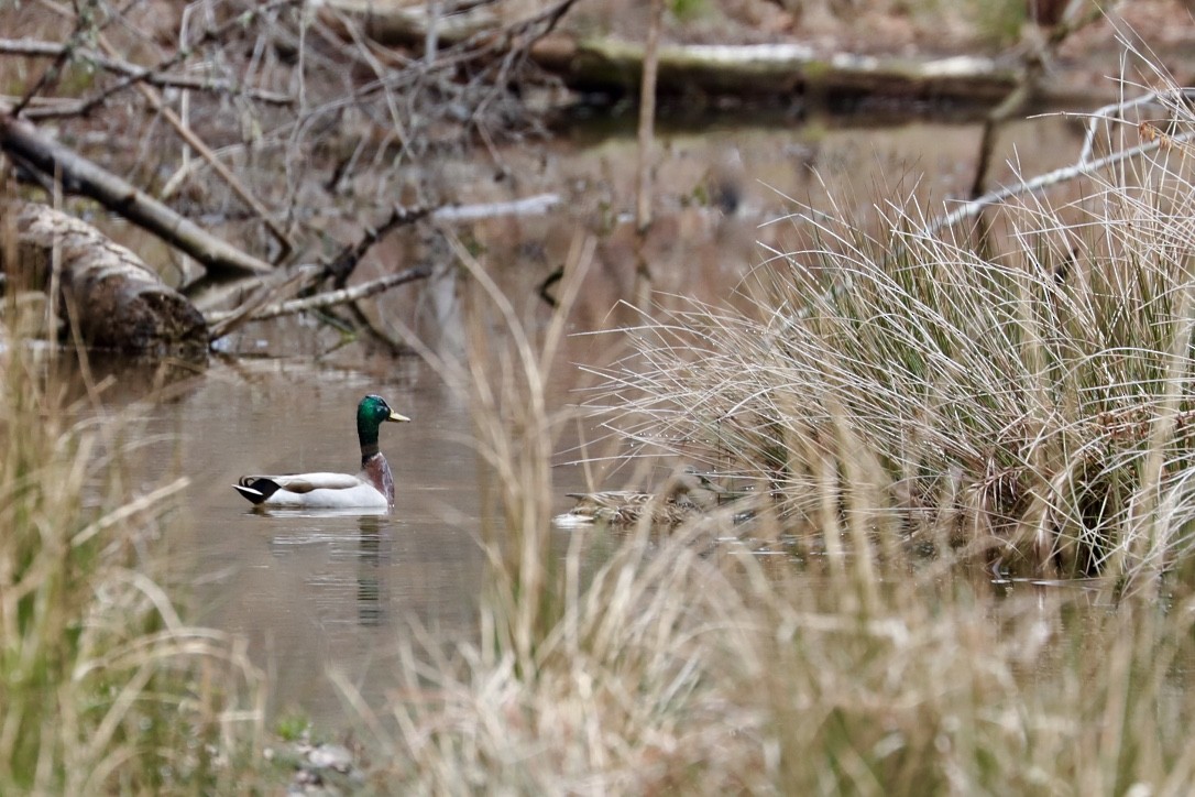 Mallard - ML545150121