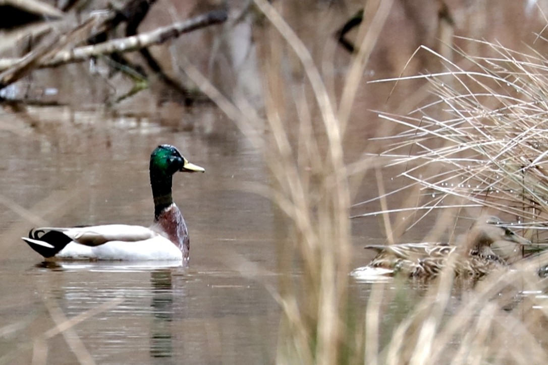 Canard colvert - ML545150131