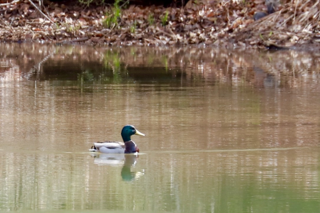 Mallard - ML545150931