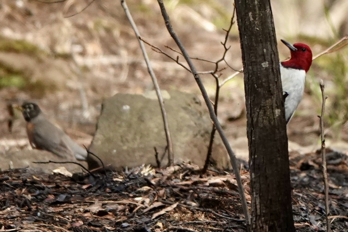 Red-headed Woodpecker - ML545151171