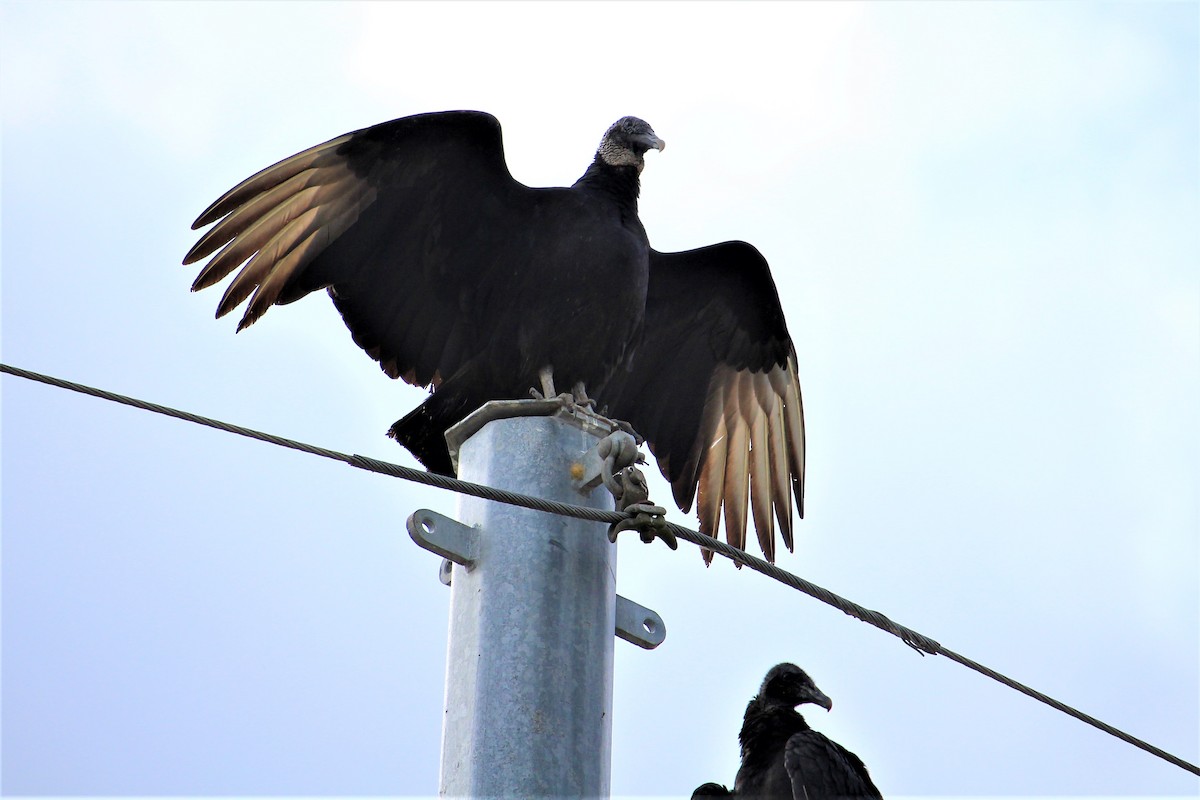 Black Vulture - Kevin Cunningham