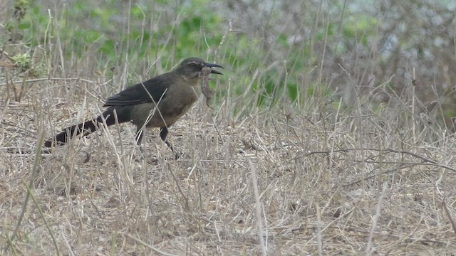 Great-tailed Grackle - ML545154581