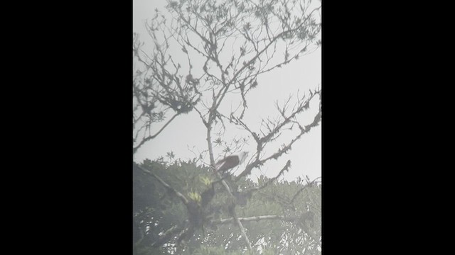 Three-wattled Bellbird - ML545154641