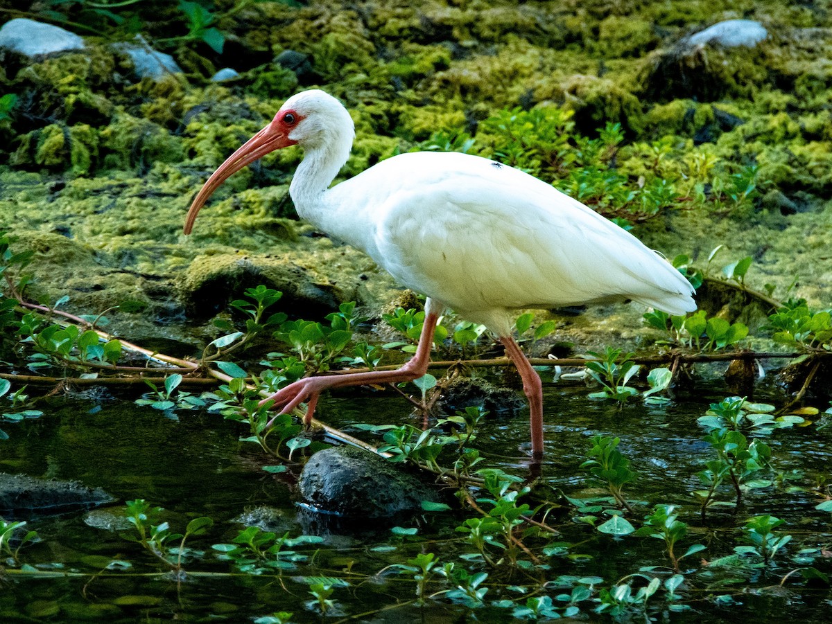 ibis bílý - ML545155261