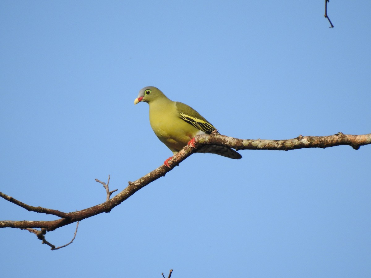 Thick-billed Green-Pigeon - ML545155671